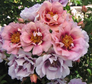EASY ON THE EYES (floribunda)